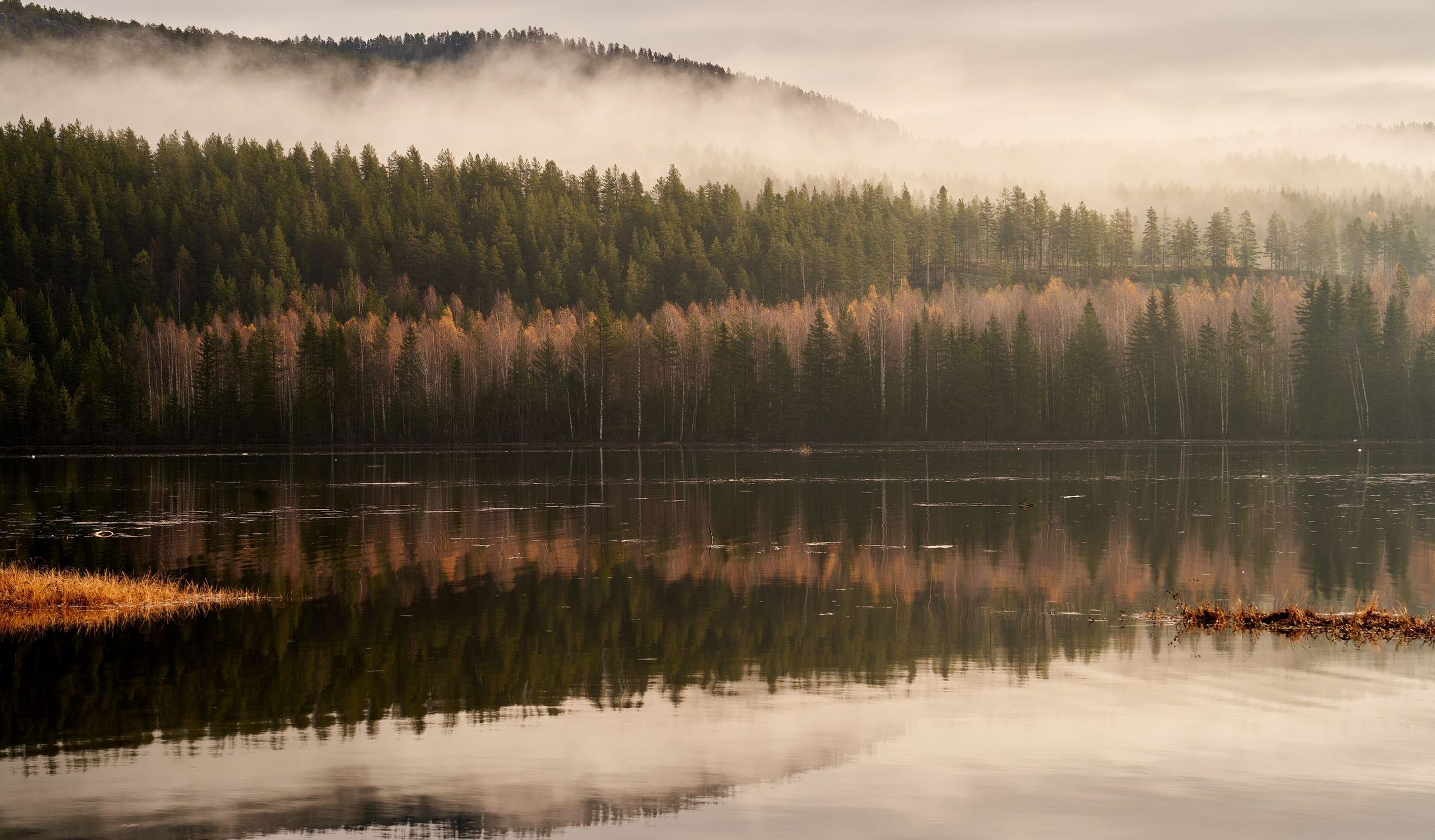 Dimma över en skogssjö med barrskog en höstmorgon
