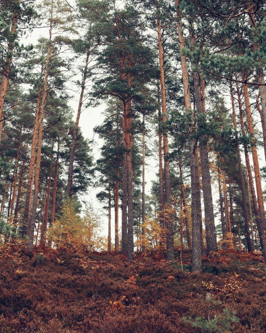 Tallskog med höstfärgad undervegetation